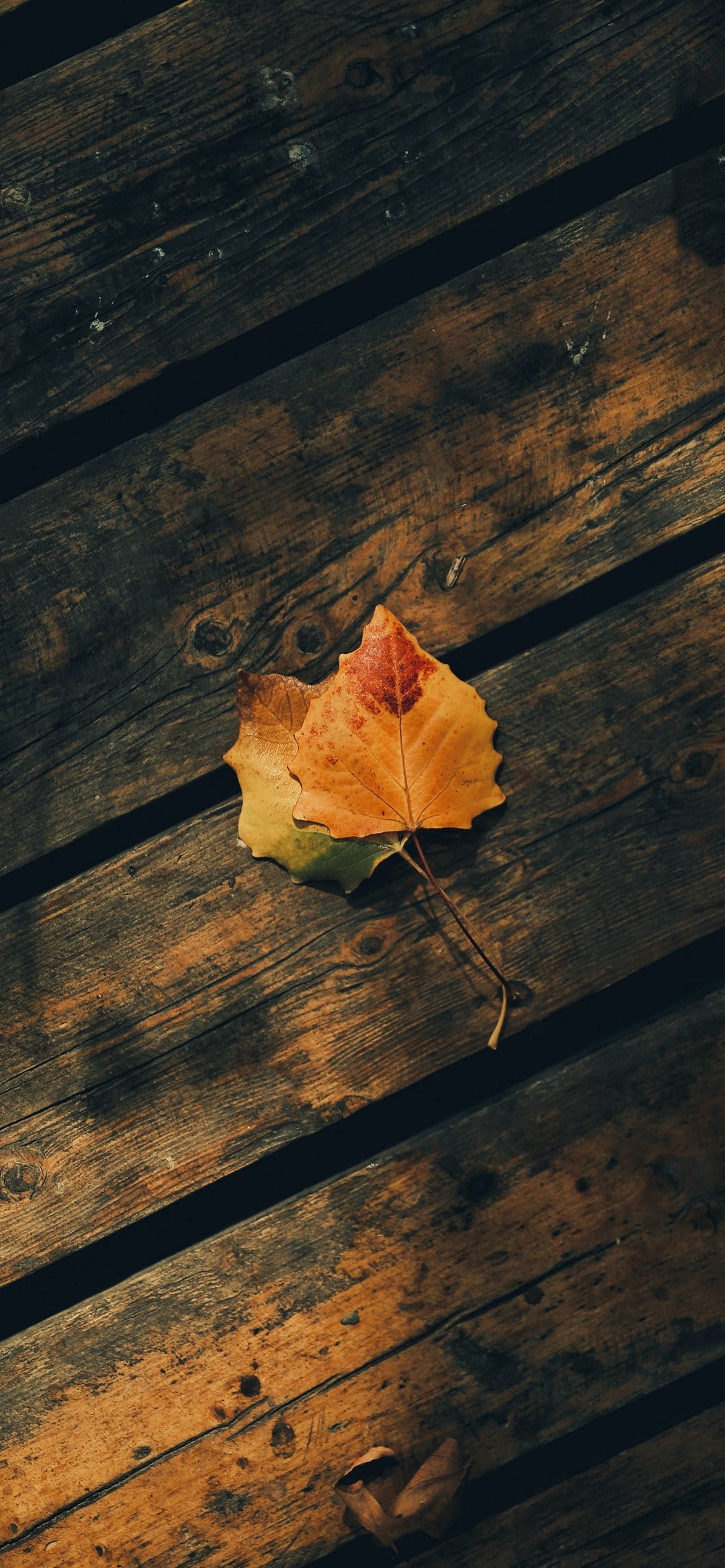 木の上の2枚の黄色い葉の1170 x 2532 / スマホ壁紙