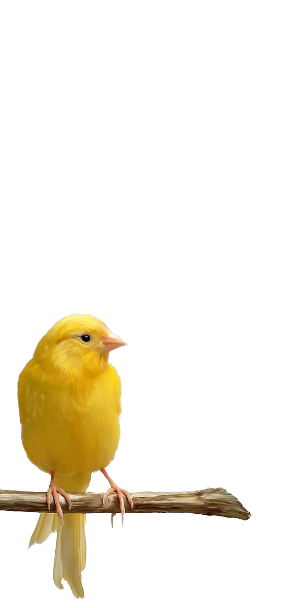カナリア 可愛い黄色い鳥の1170 x 2532 / スマホ壁紙