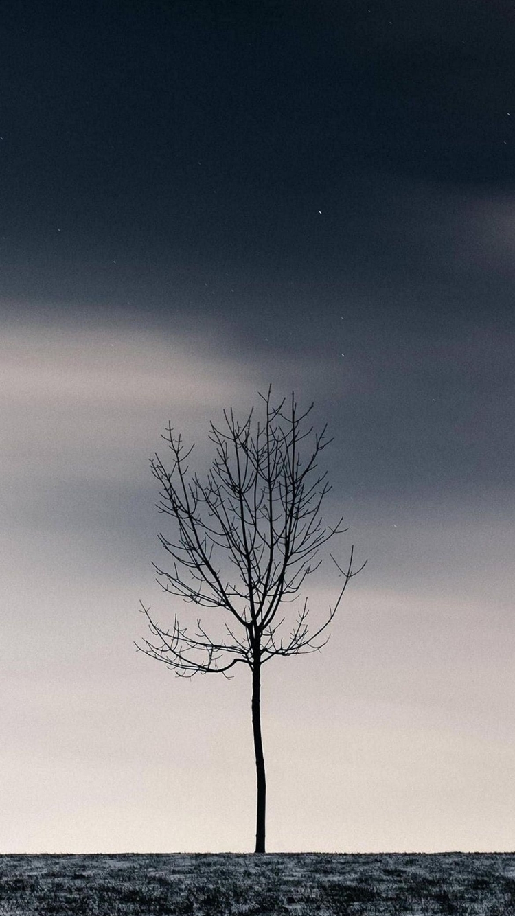 黒い空 冬の木漏れ日のiphone8 Iphone Se 第2世代 第3世代 用のスマホ壁紙 壁紙キングダム