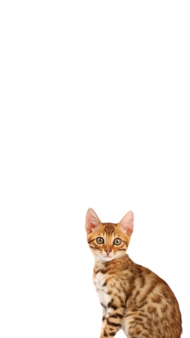 アビシニアン 猫の750 x 1334 / スマホ壁紙