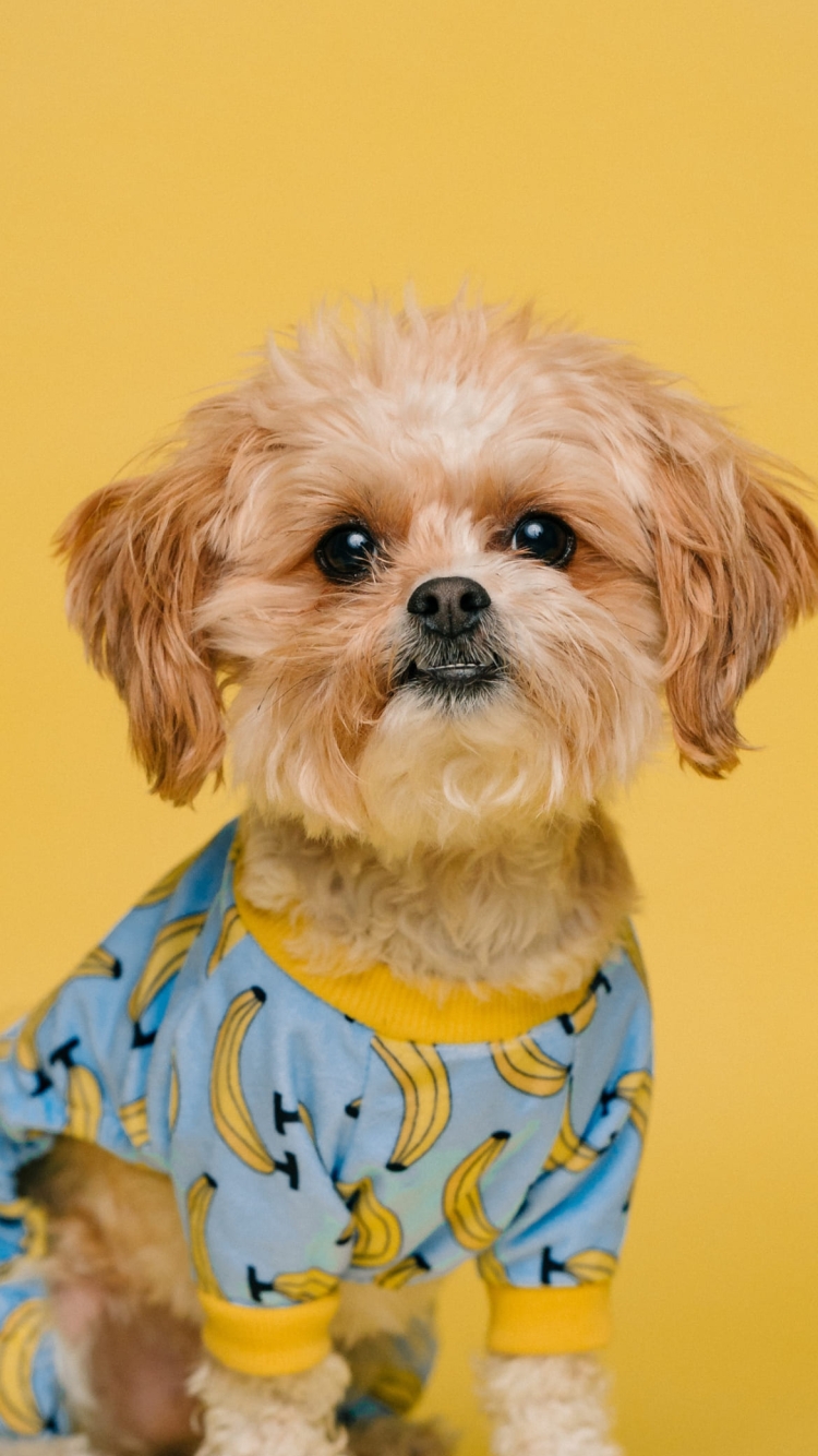 洋服を着たヨークシャテリアの750 x 1334 / スマホ壁紙