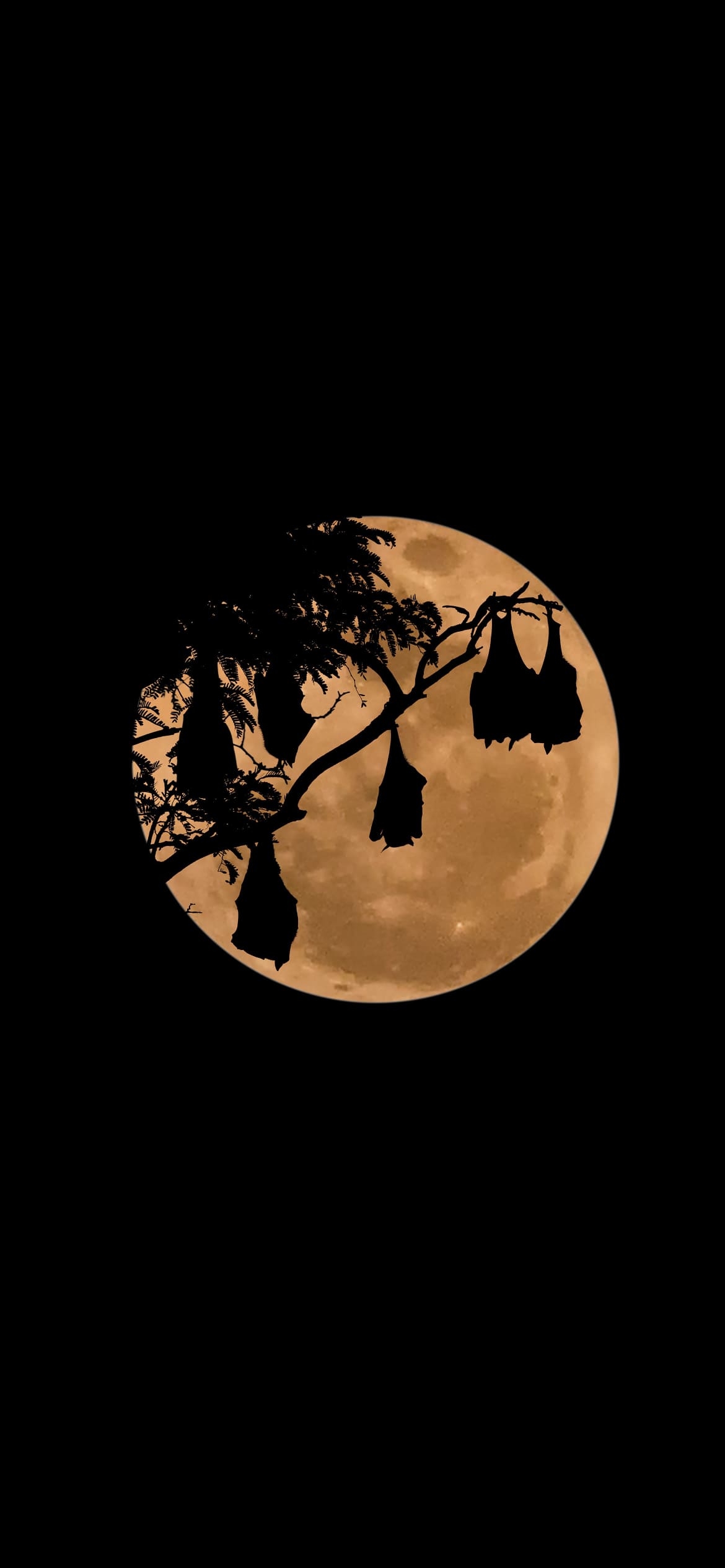 ハロウィン ぶら下がるコウモリの1170 x 2532 / スマホ壁紙