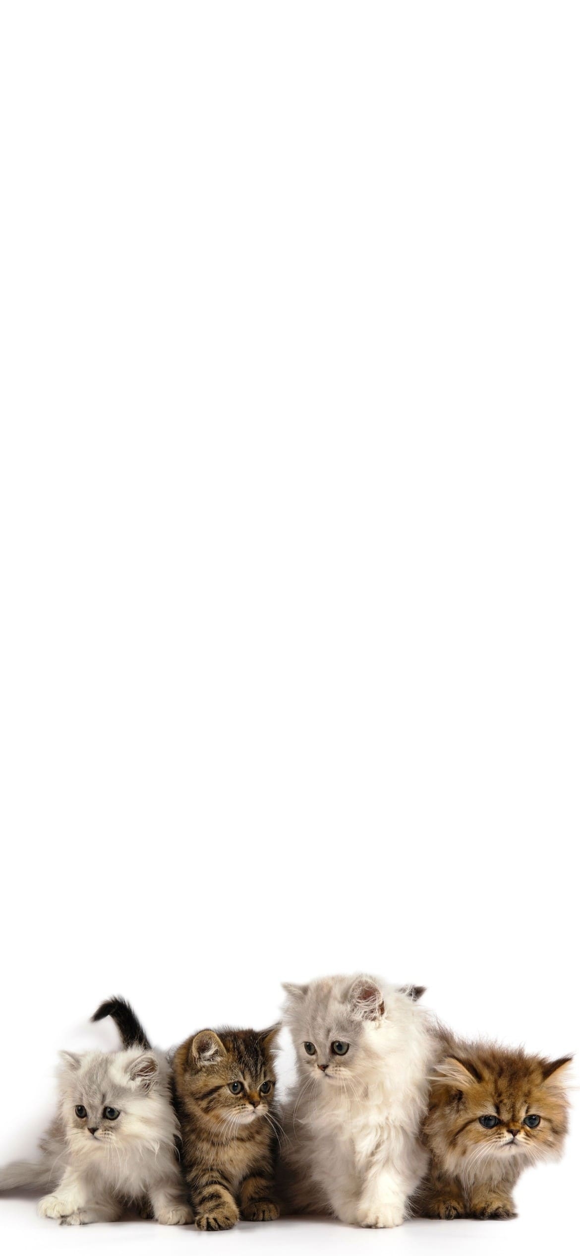 4匹の可愛い猫の1170 x 2532 / スマホ壁紙