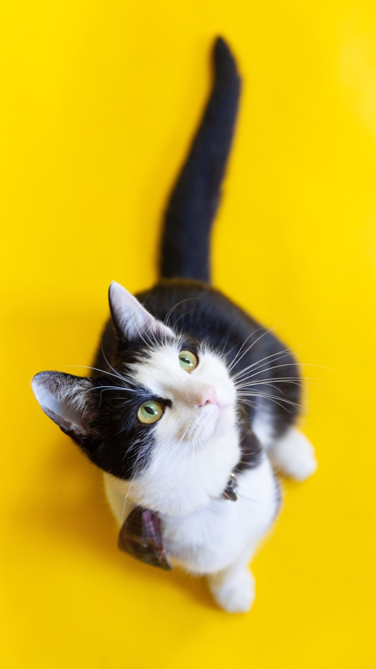 見上げる黒と白のブチ猫の750 x 1334 / スマホ壁紙