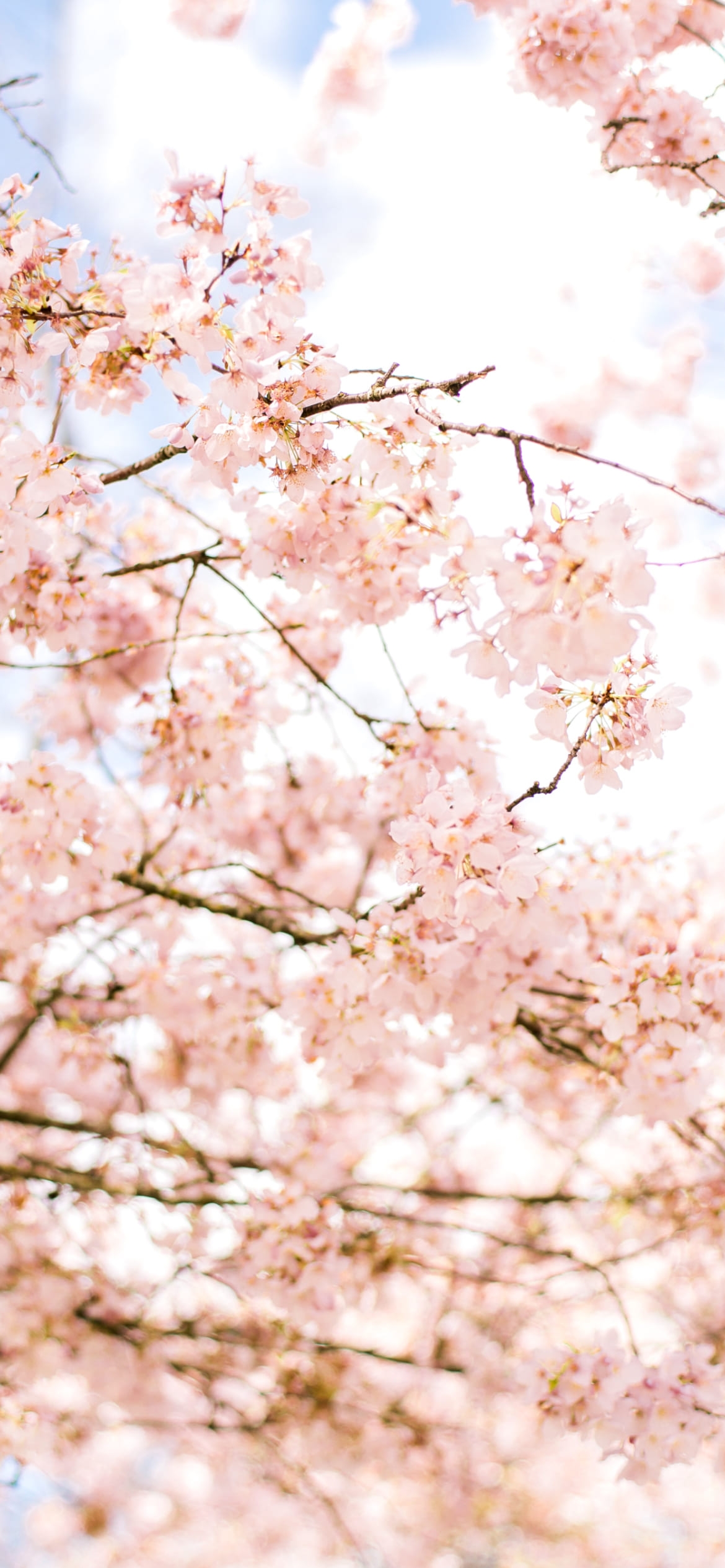 春 綺麗な桜 淡いピンク色 満開の1170 x 2532 / スマホ壁紙