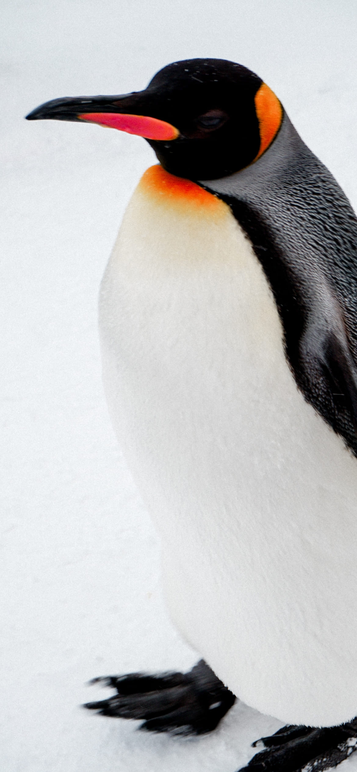 皇帝ペンギンの1170 x 2532 / スマホ壁紙