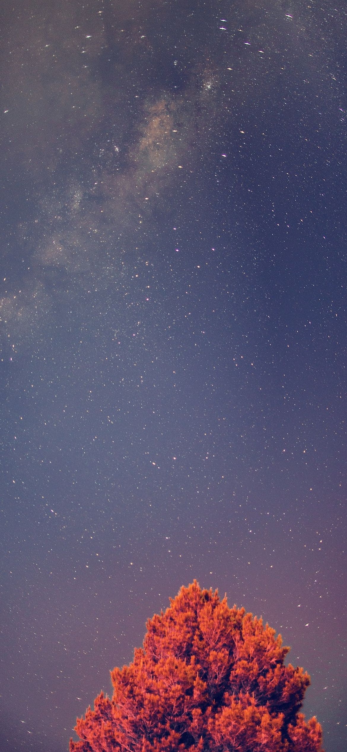 綺麗な星空と赤い木の1170 x 2532 / スマホ壁紙