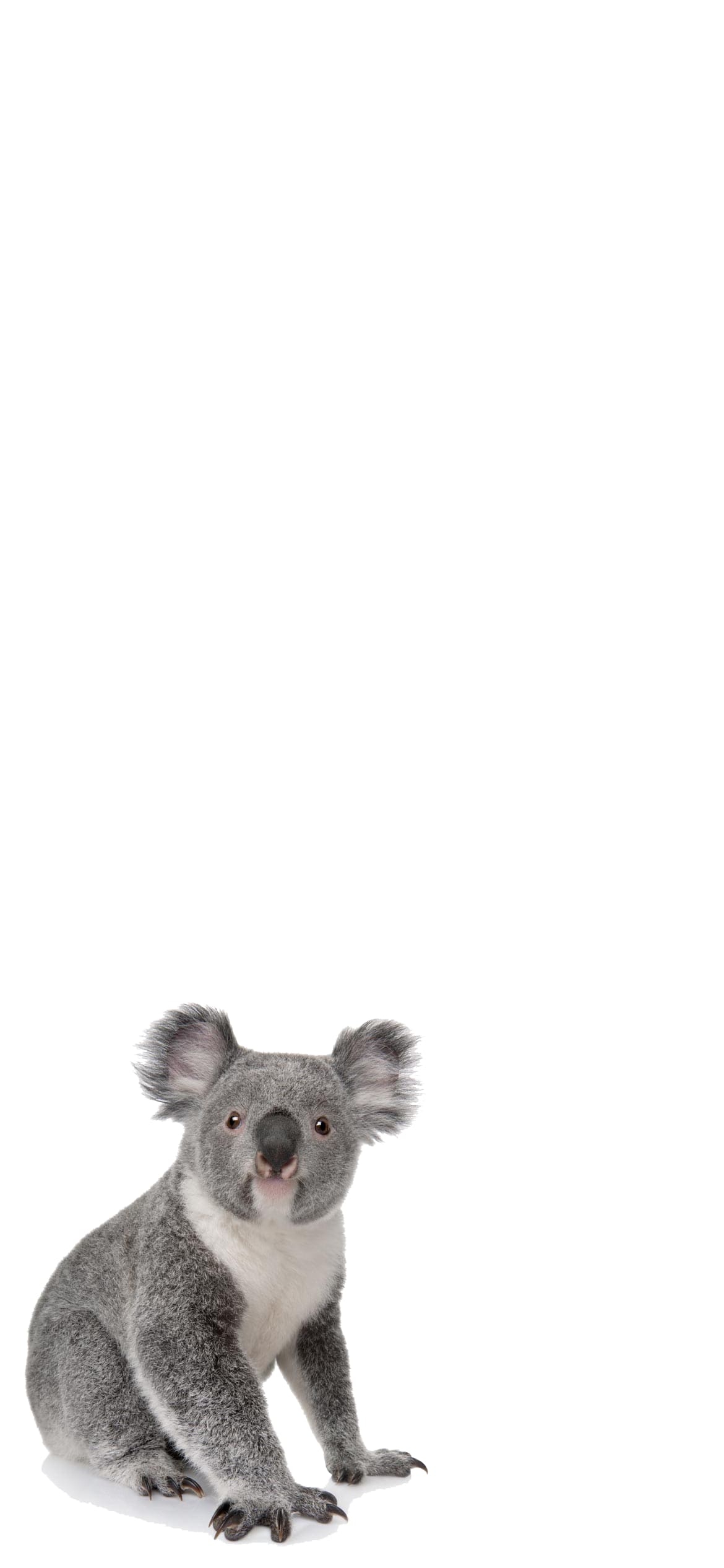 コアラの1170 x 2532 / スマホ壁紙