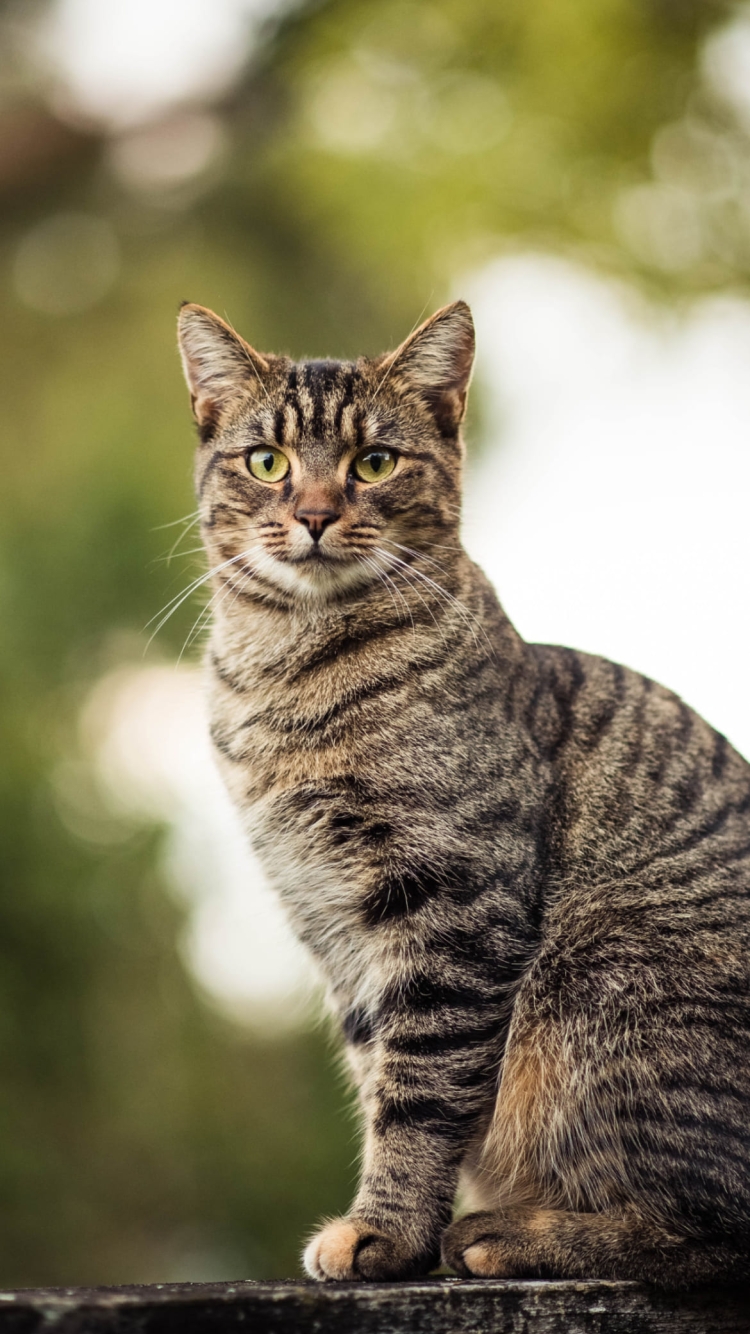 木の上に座る凛々しい野良猫の750 x 1334 / スマホ壁紙