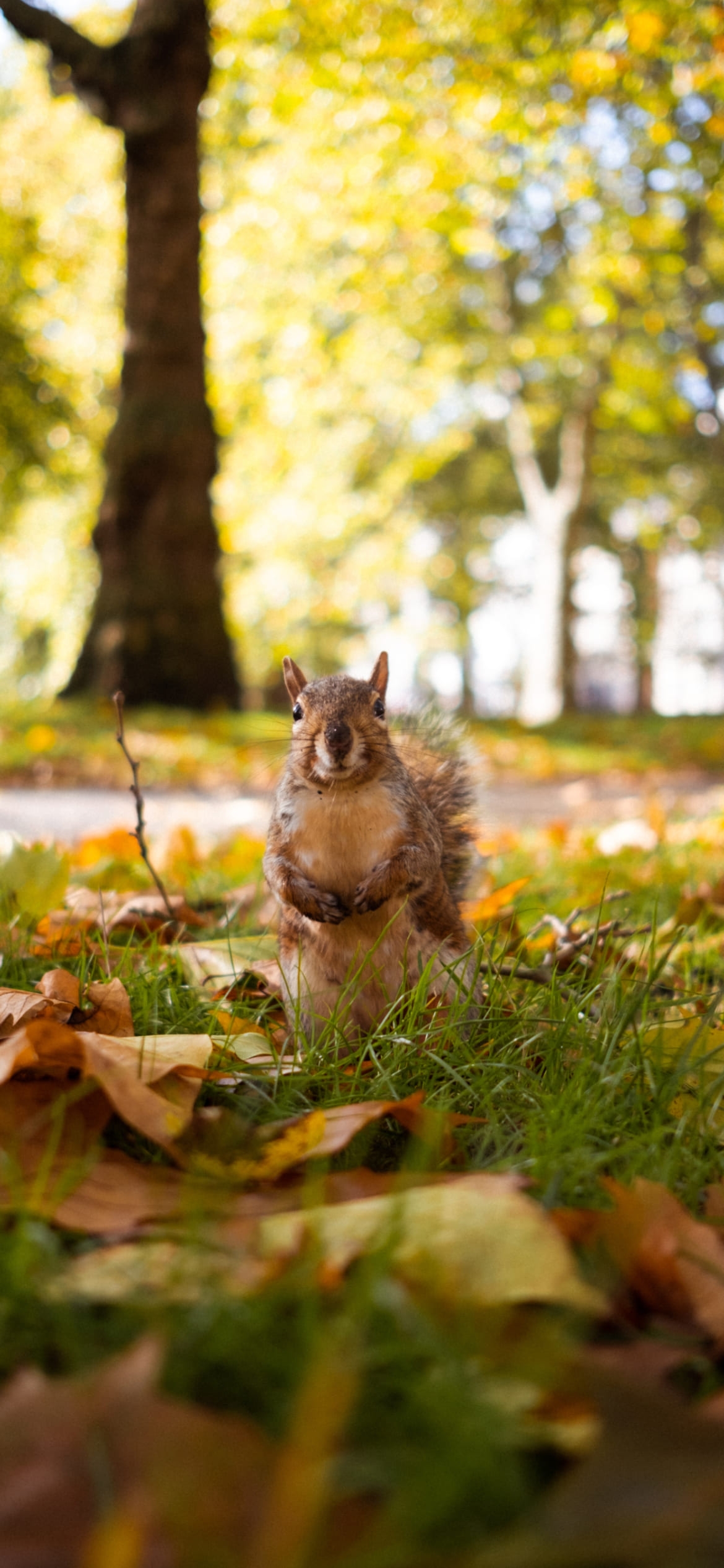 こっちを見つめるかわいいリスの1170 x 2532 / スマホ壁紙