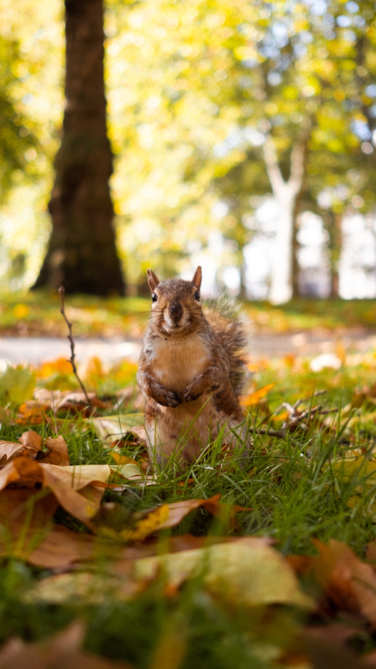 こっちを見つめるかわいいリスの750 x 1334 / スマホ壁紙