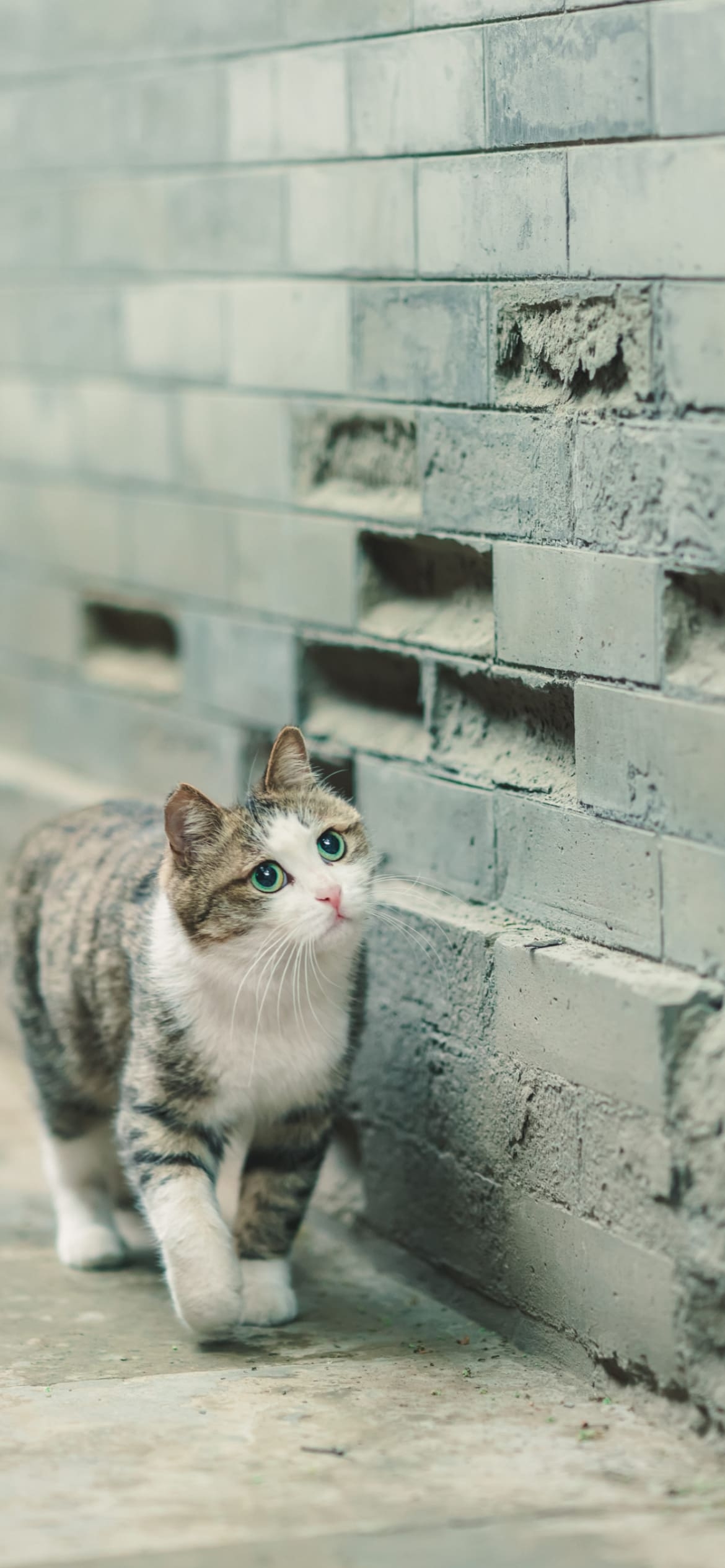 壁沿いに歩く青い瞳の子猫の1170 x 2532 / スマホ壁紙