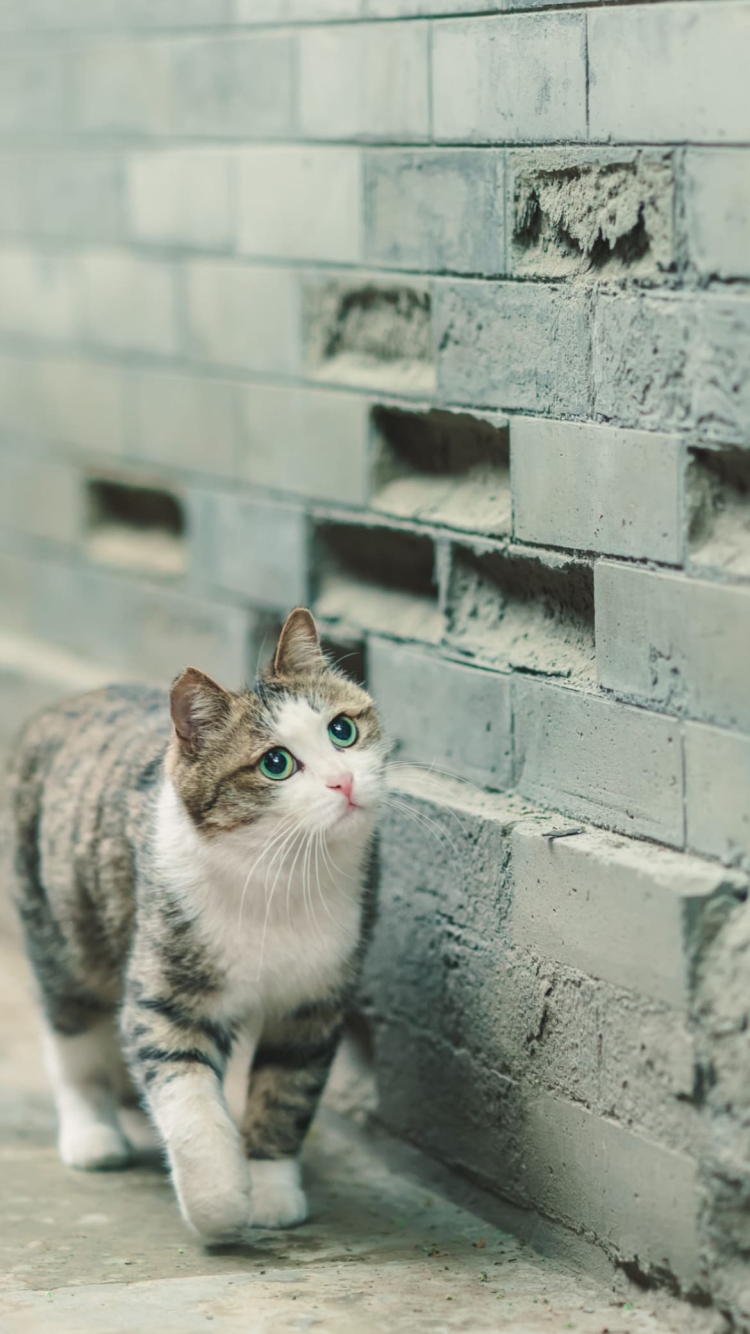 壁沿いに歩く青い瞳の子猫の750 x 1334 / スマホ壁紙