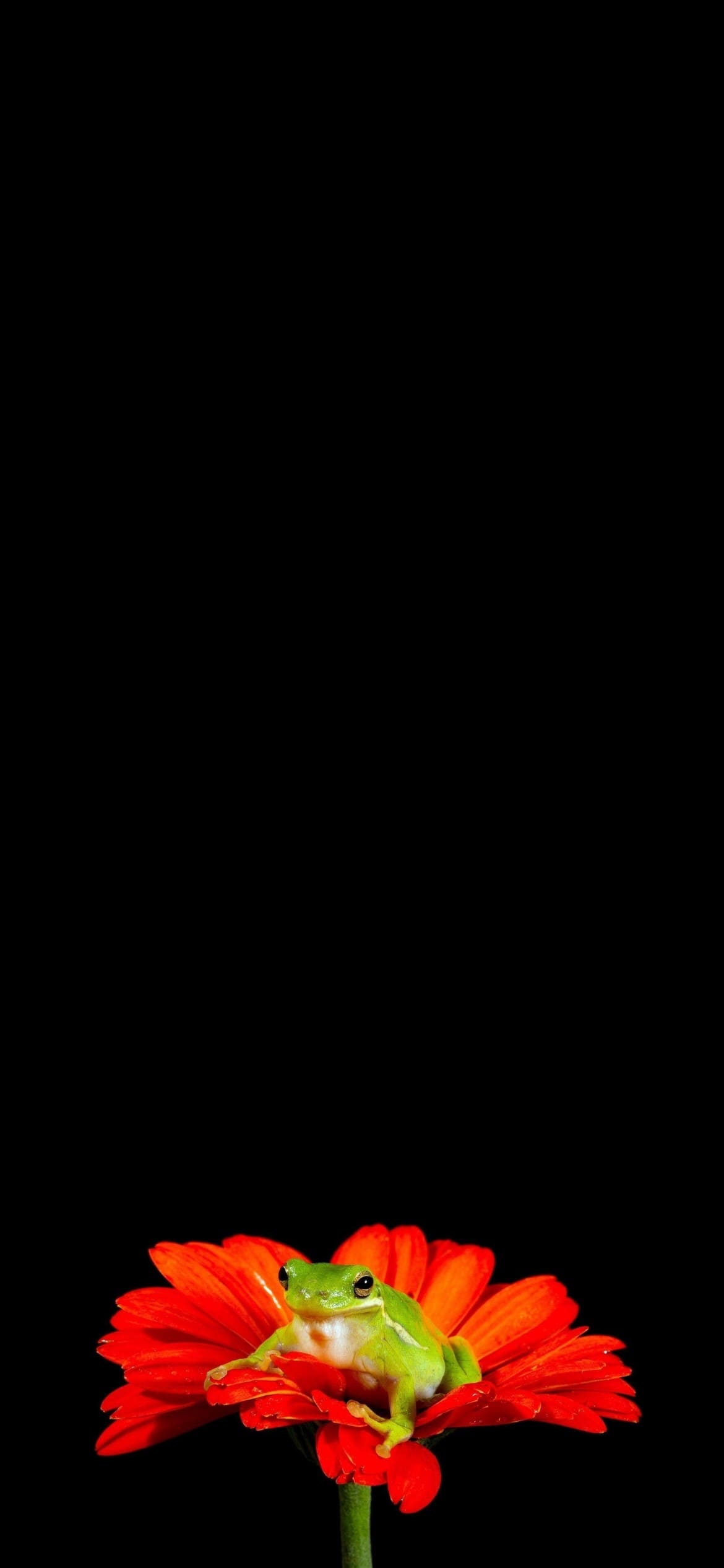 赤い花と緑のカエルの1170 x 2532 / スマホ壁紙