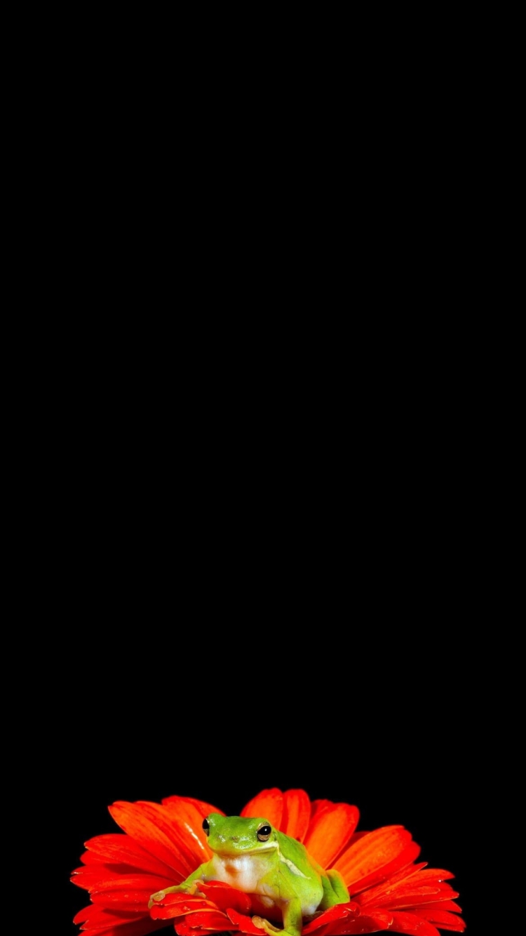 赤い花と緑のカエルの750 x 1334 / スマホ壁紙