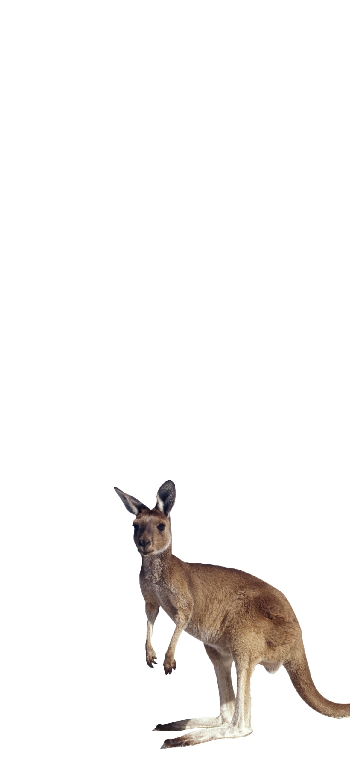カンガルーの1170 x 2532 / スマホ壁紙