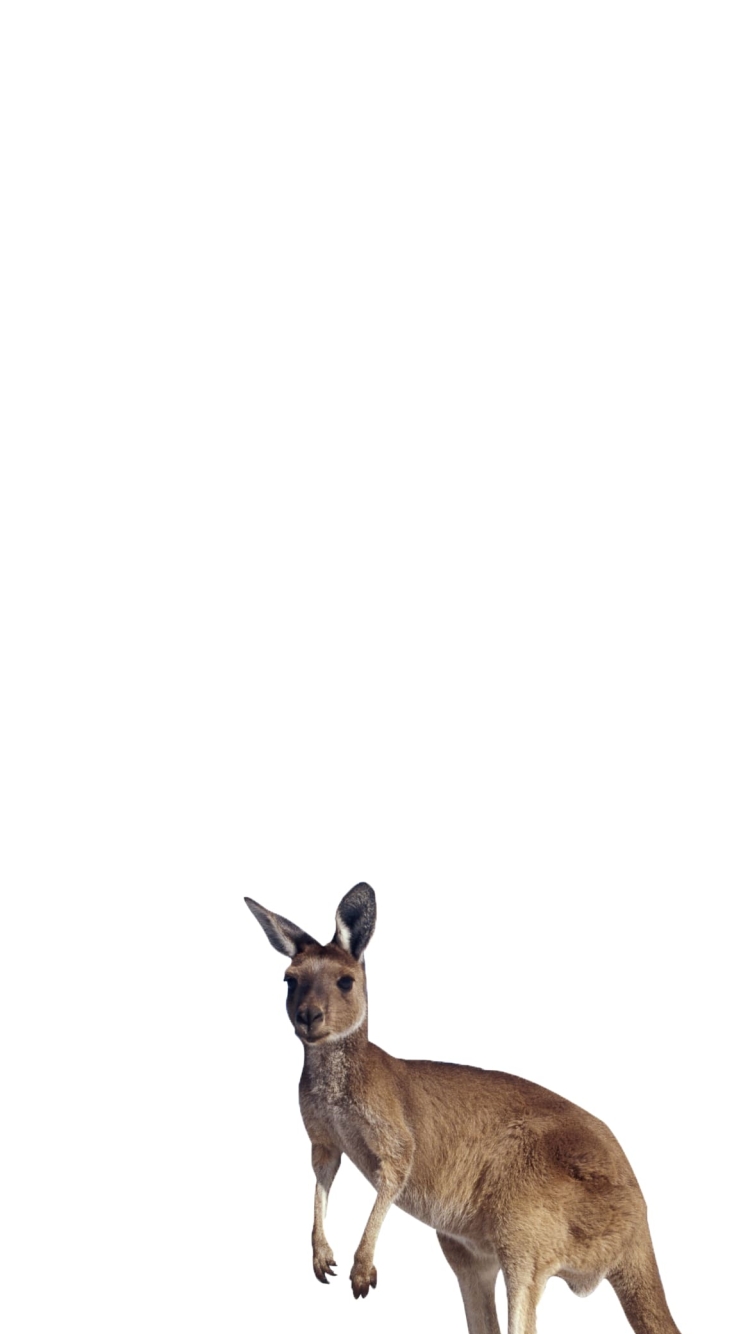 カンガルーの750 x 1334 / スマホ壁紙