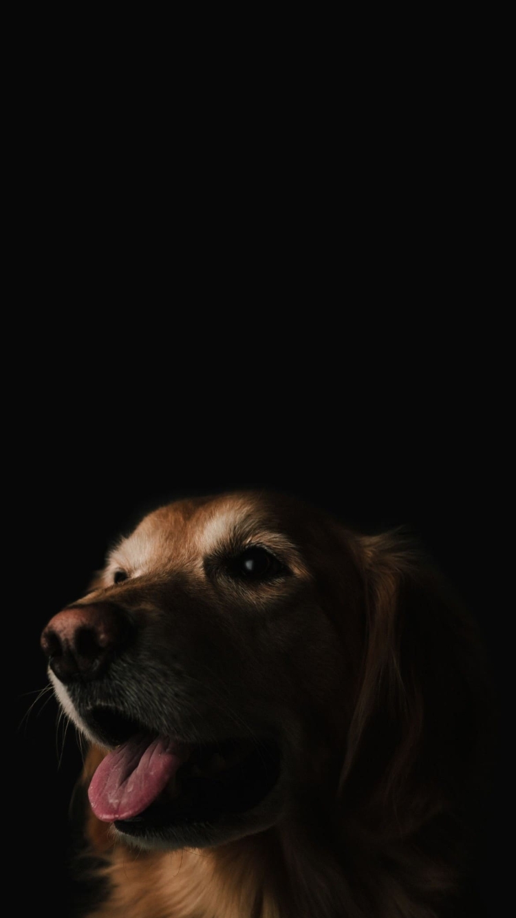 ゴールデン・レトリバーの750 x 1334 / スマホ壁紙