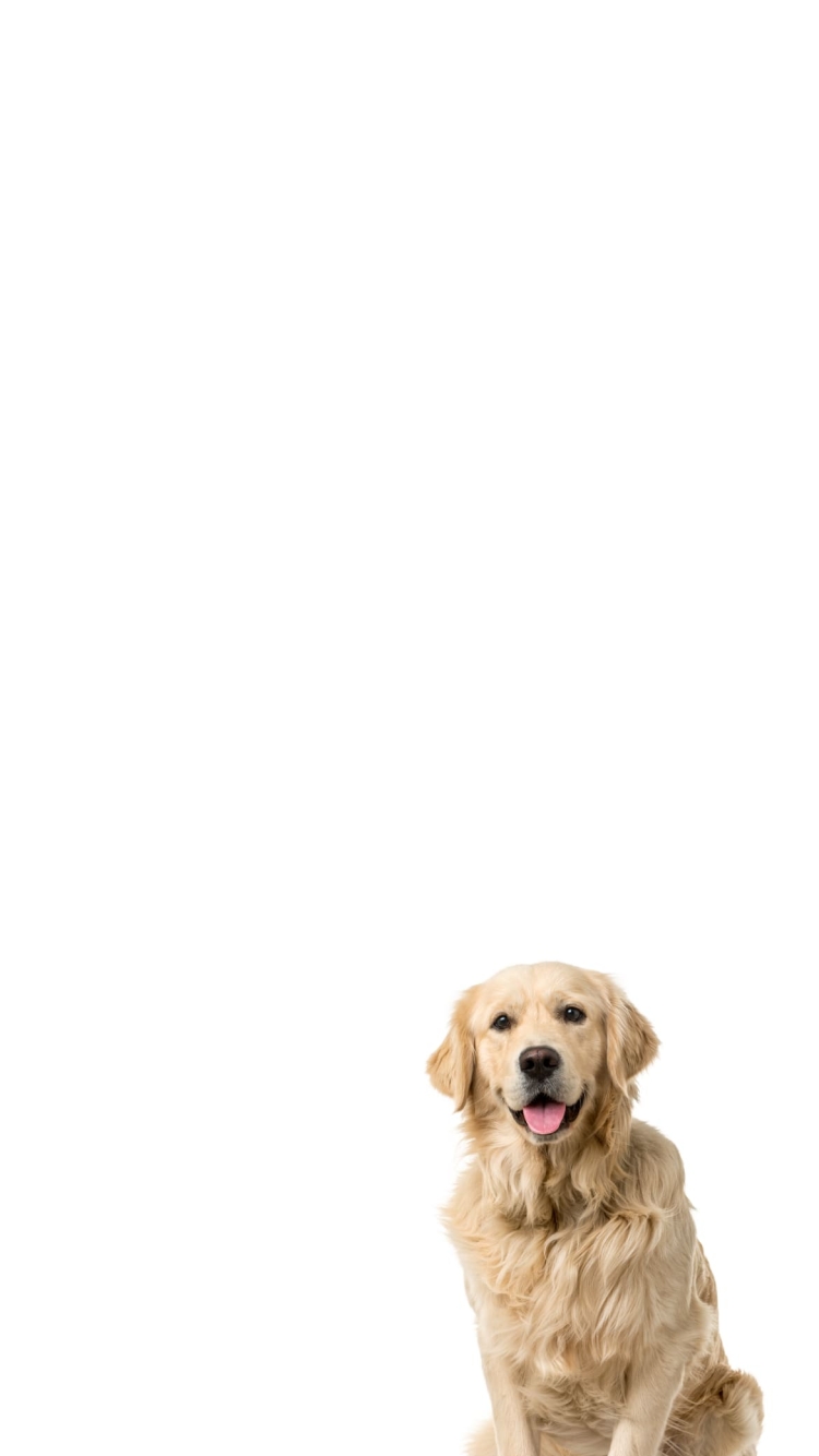 ゴールデン・レトリーバー 犬の750 x 1334 / スマホ壁紙