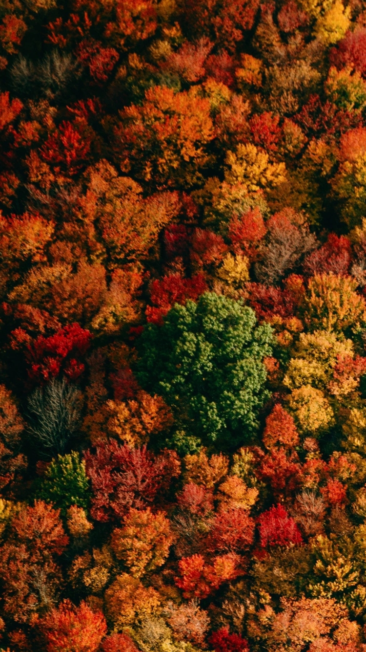 色とりどりの秋の森の750 x 1334 / スマホ壁紙