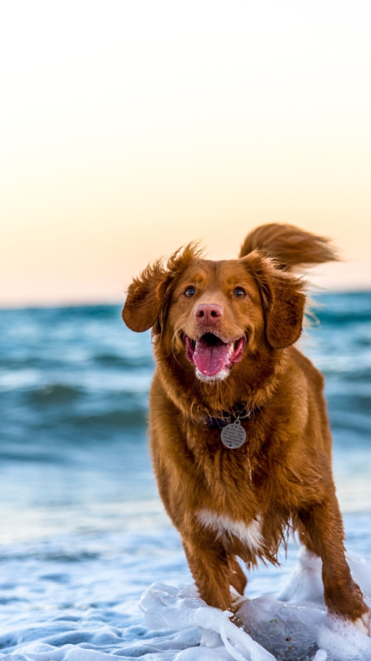 波打ち際を走る茶色の犬 イギリス パガムの750 x 1334 / スマホ壁紙