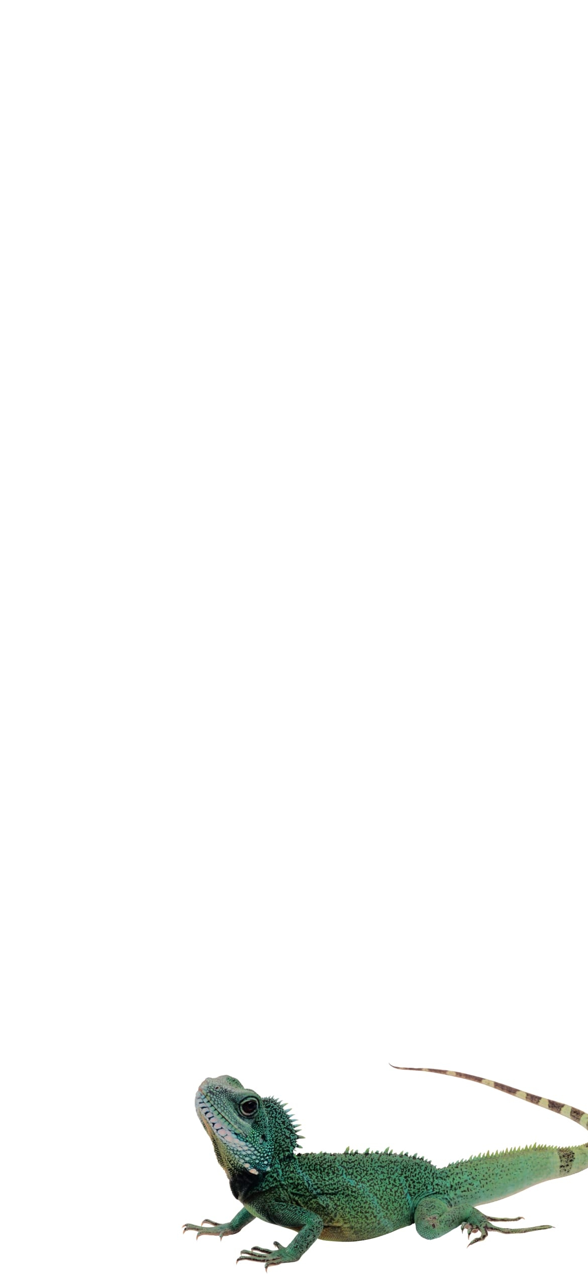 グリーンイグアナの1170 x 2532 / スマホ壁紙