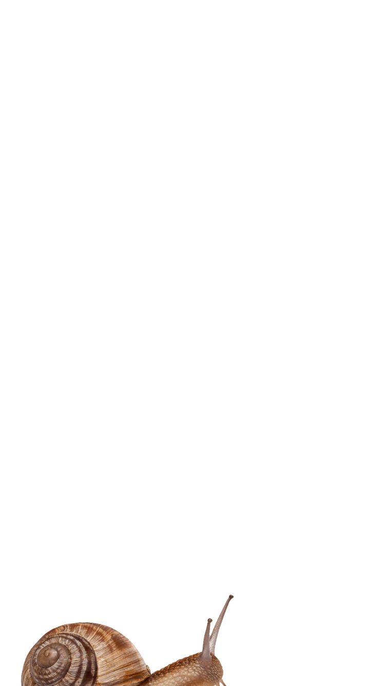 カタツムリの750 x 1334 / スマホ壁紙
