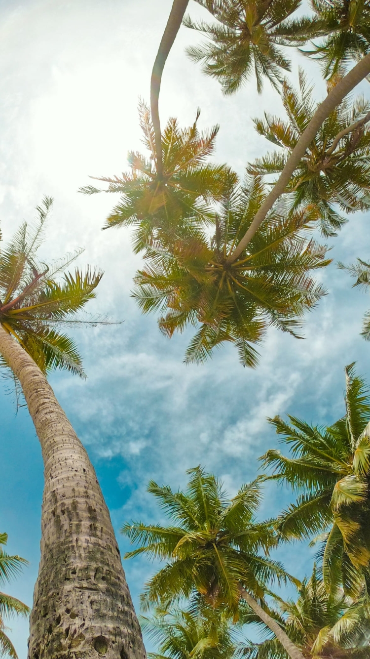 南国 下から見上げた木 夏 ハワイの750 x 1334 / スマホ壁紙