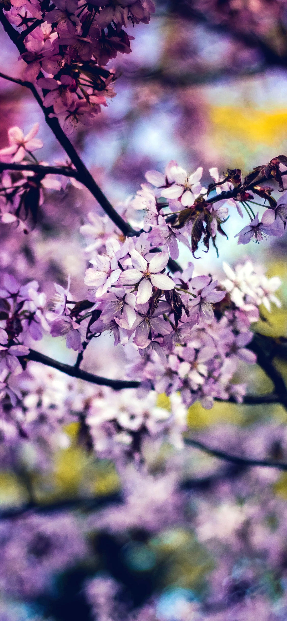 紫 満開の桜 春爛漫の1170 x 2532 / スマホ壁紙