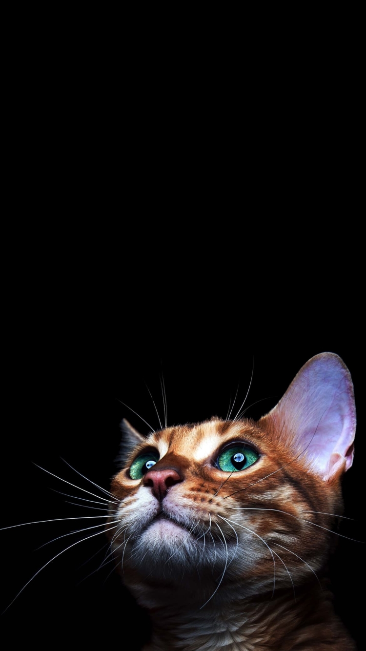 緑の目の茶色い猫の750 x 1334 / スマホ壁紙