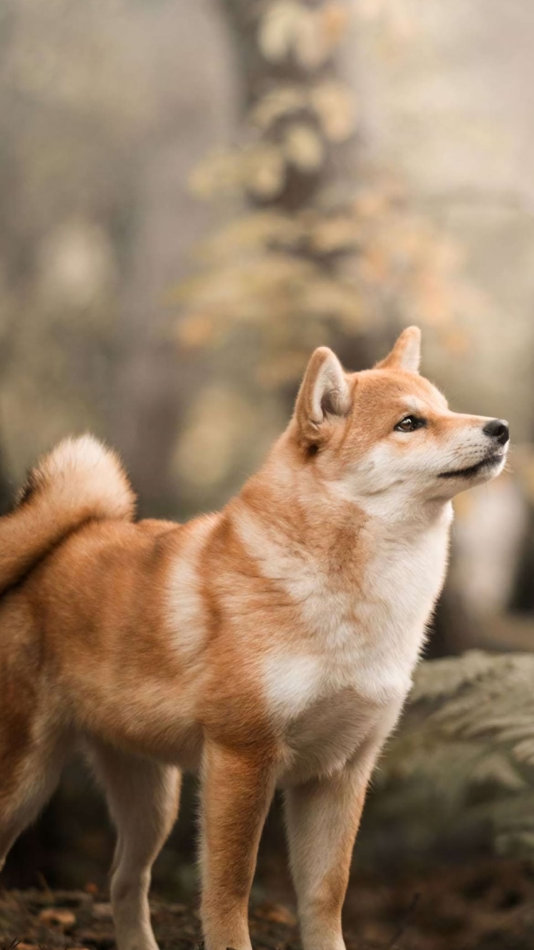 佇む柴犬の750 x 1333 / スマホ壁紙