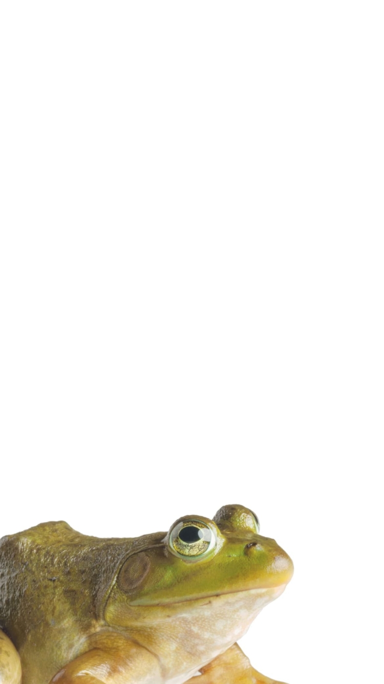 ウシガエルの750 x 1334 / スマホ壁紙