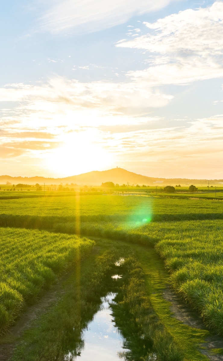 緑の田園風景 / 小さい川 / 逆光 / 田舎の740 x 1196 / スマホ壁紙