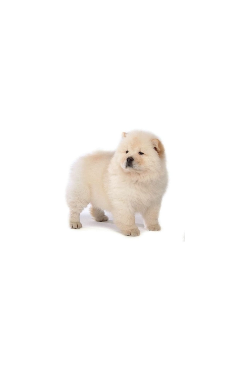 チャウチャウ / 子犬の740 x 1196 / スマホ壁紙