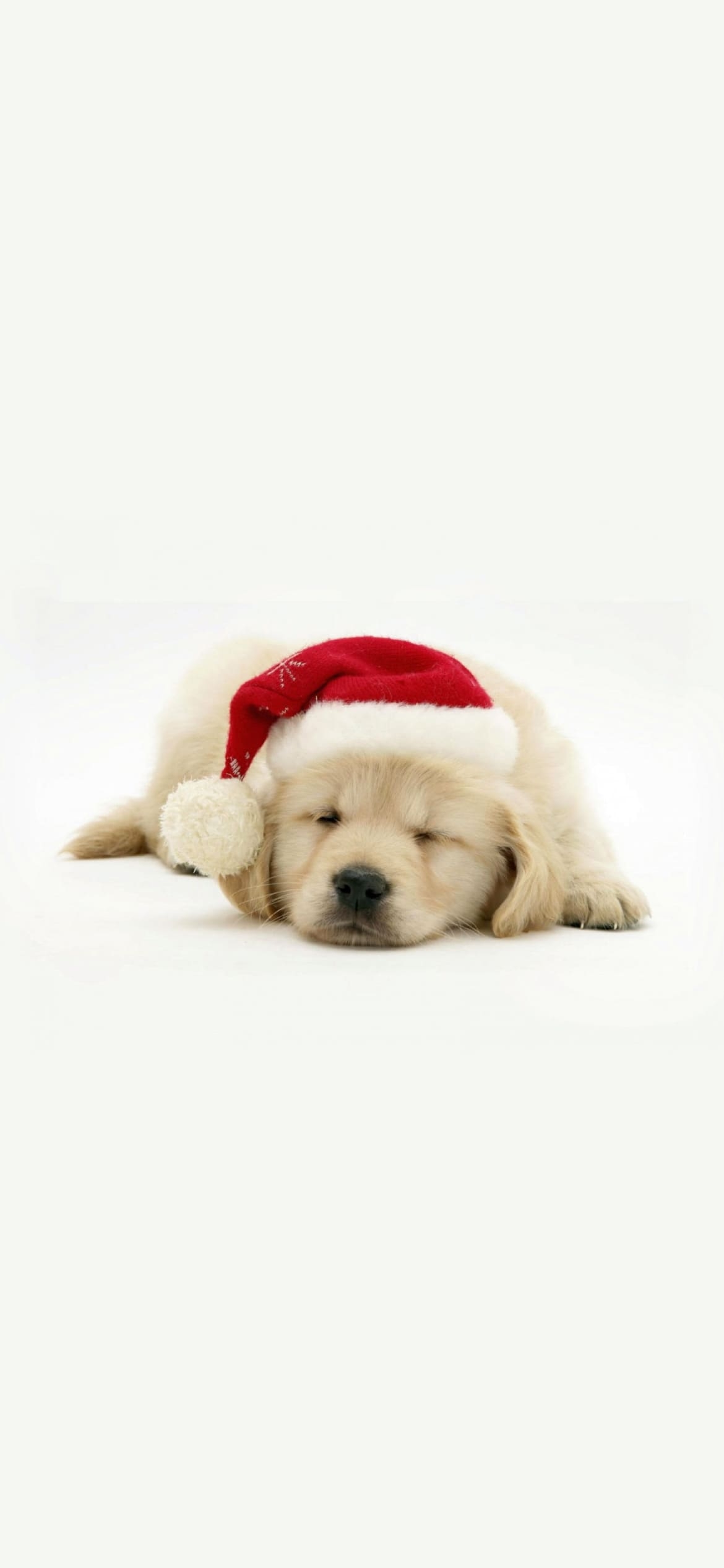 クリスマス / 帽子を被った子犬 / ラブラドールレトリバーの1170 x 2532 / スマホ壁紙