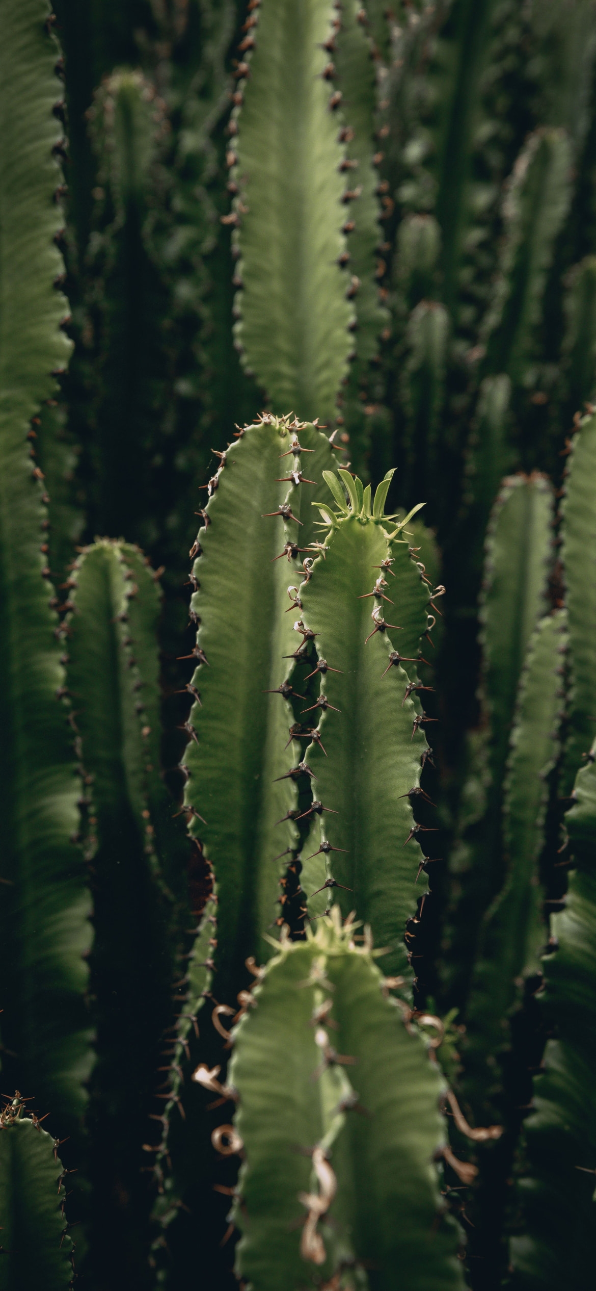 トゲトゲのサボテン / Cactusの1170 x 2532 / スマホ壁紙