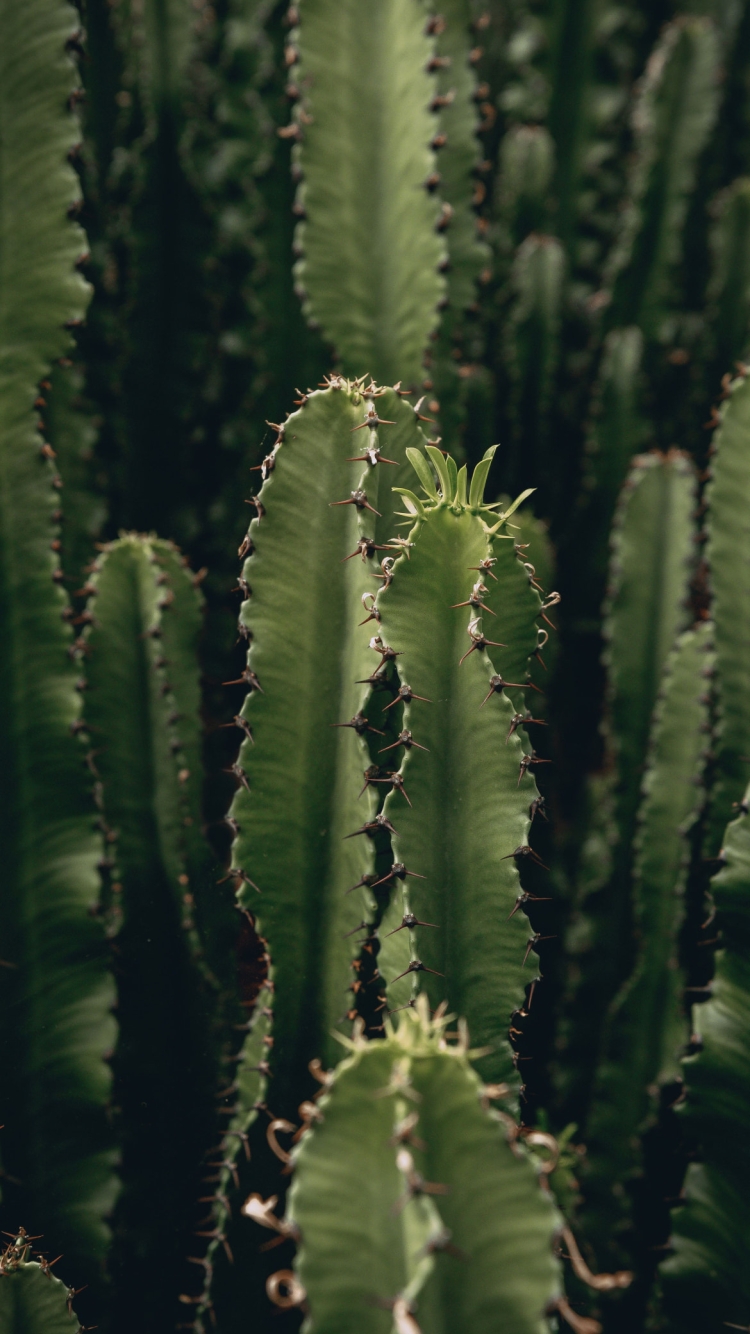 トゲトゲのサボテン / Cactusの750 x 1334 / スマホ壁紙