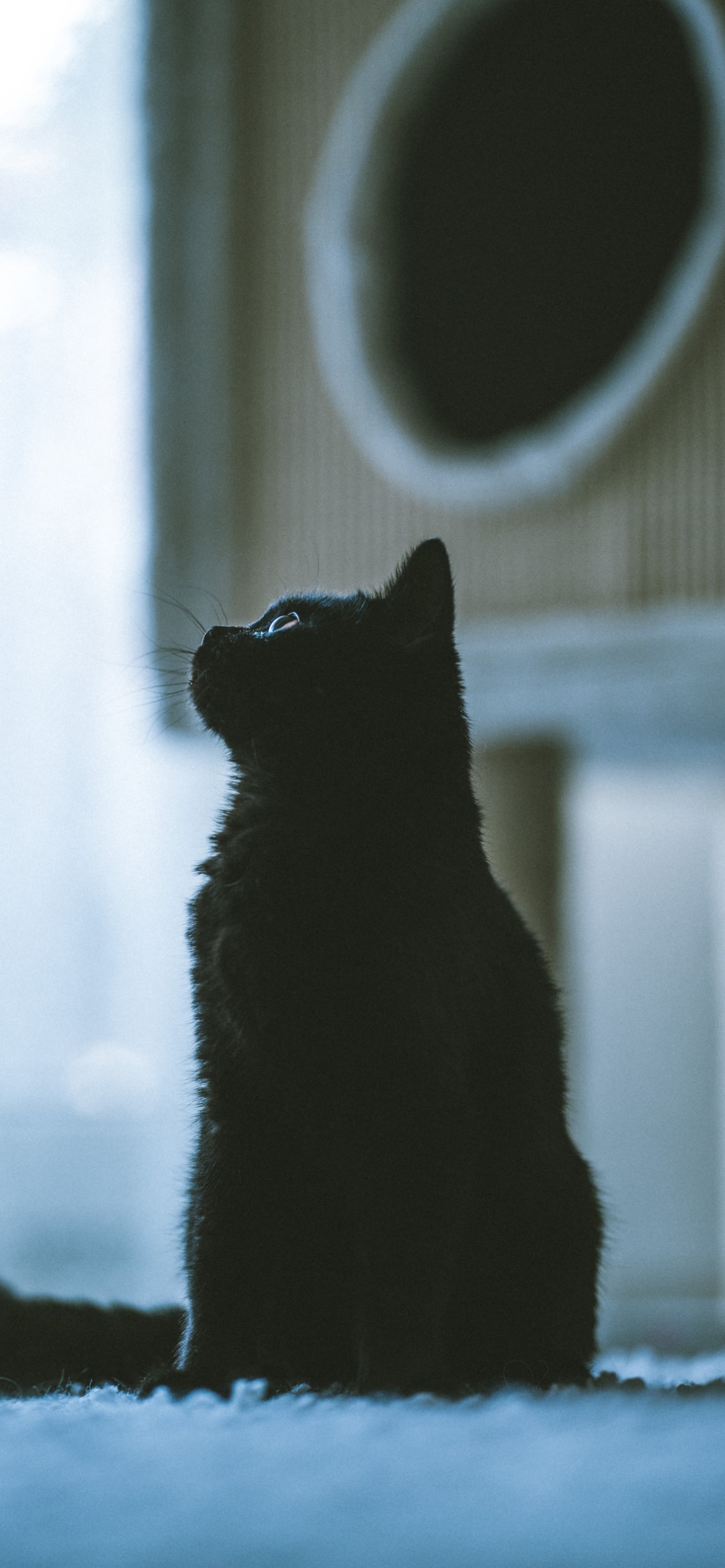 斜め上を見上げる黒猫 / 横向きの1170 x 2532 / スマホ壁紙