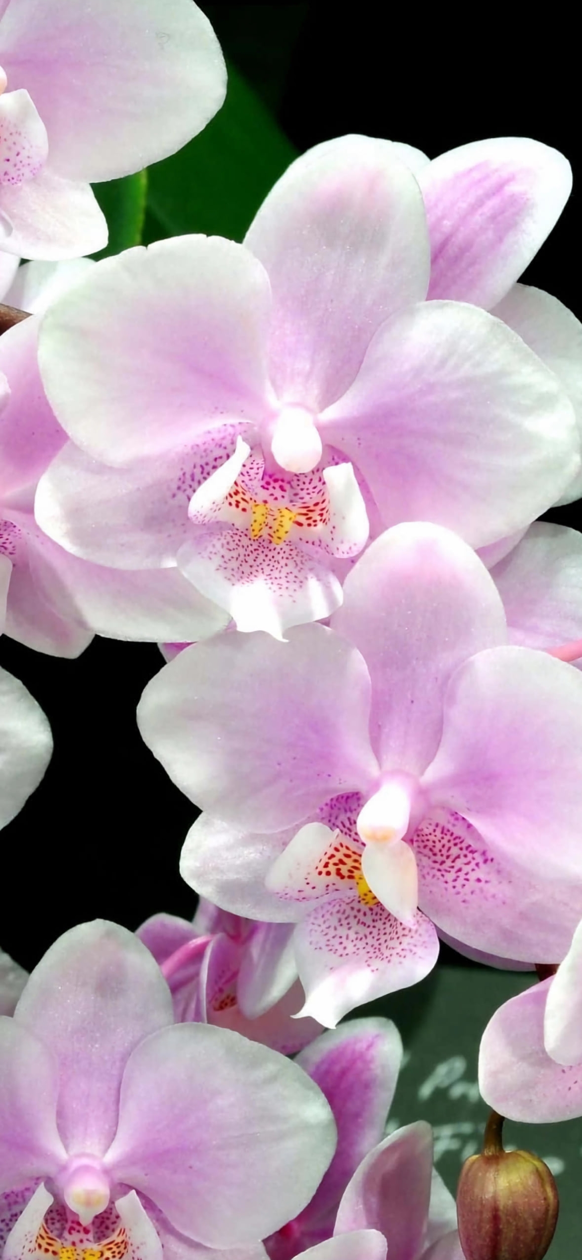 綺麗な白・ピンクの蘭の花の1170 x 2532 / スマホ壁紙