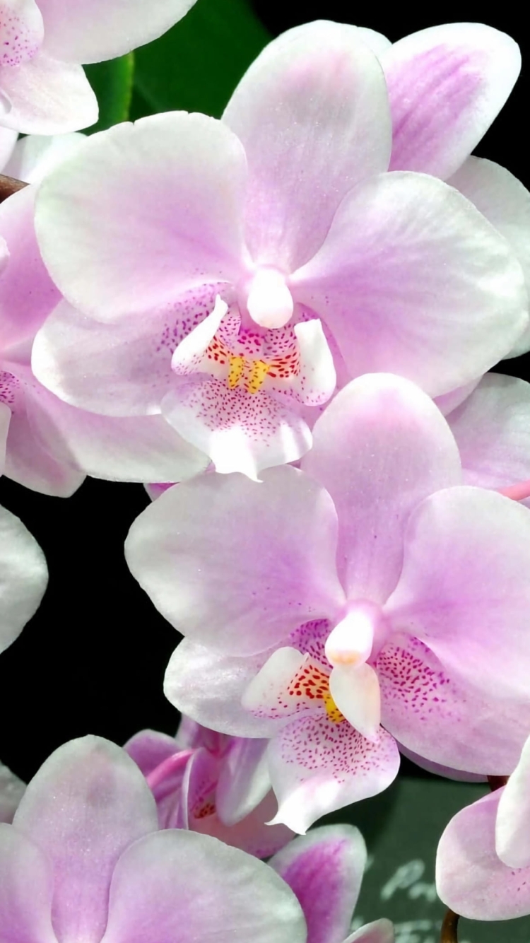 綺麗な白・ピンクの蘭の花の750 x 1334 / スマホ壁紙