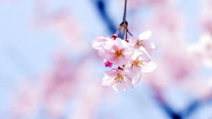 綺麗な桜の花のデスクトップPC用の壁紙