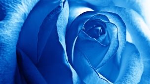 BLUE ROSEのデスクトップPC用の壁紙