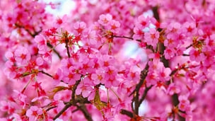 鮮やかなピンクの満開の桜のデスクトップPC用の壁紙