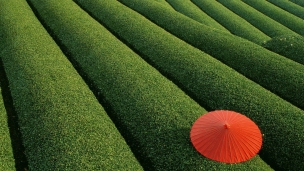 茶畑と赤い傘のデスクトップPC用の壁紙