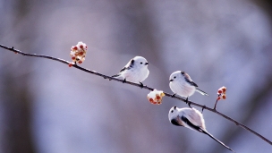 北海道 かわいい白い小鳥 エナガのデスクトップPC用の壁紙
