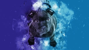 黒い子犬 / 青・紫のデスクトップPC用の壁紙