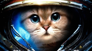 宇宙に行く猫のデスクトップPC用の壁紙