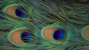 孔雀の羽のデスクトップPC用の壁紙