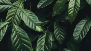 亜熱帯地域の綺麗な緑の葉 / 4KのデスクトップPC用の壁紙