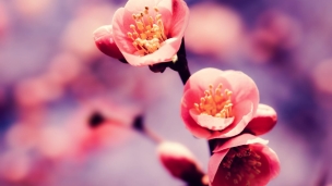 かわいい梅の花のデスクトップPC用の壁紙